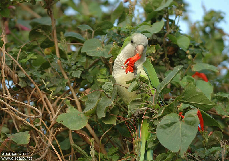 Monk Parakeetadult, camouflage, pigmentation, eats