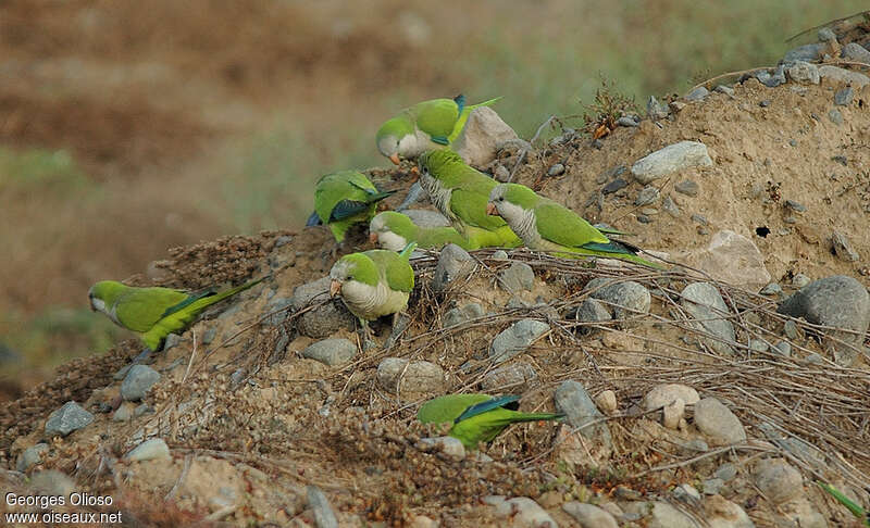 Monk Parakeetadult, habitat, pigmentation, Behaviour