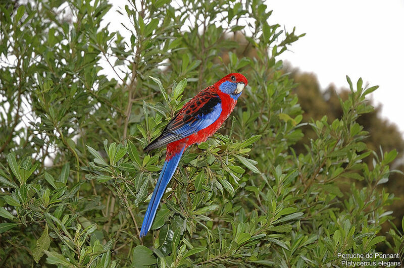 Crimson Rosellaadult breeding