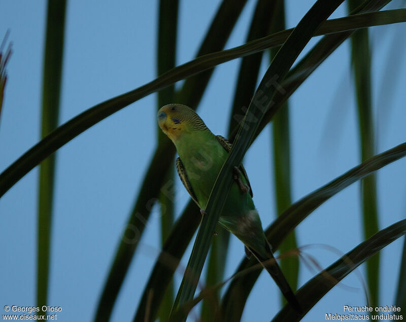 Budgerigar