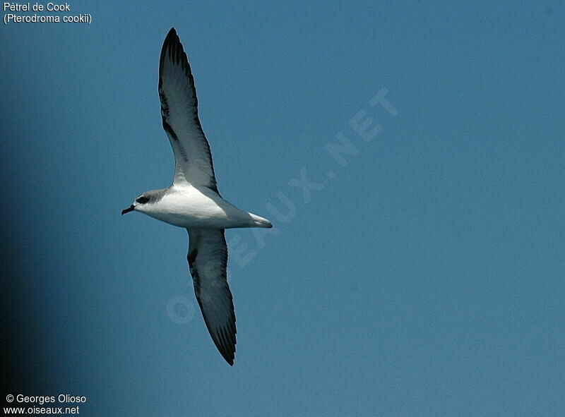 Cook's Petrel