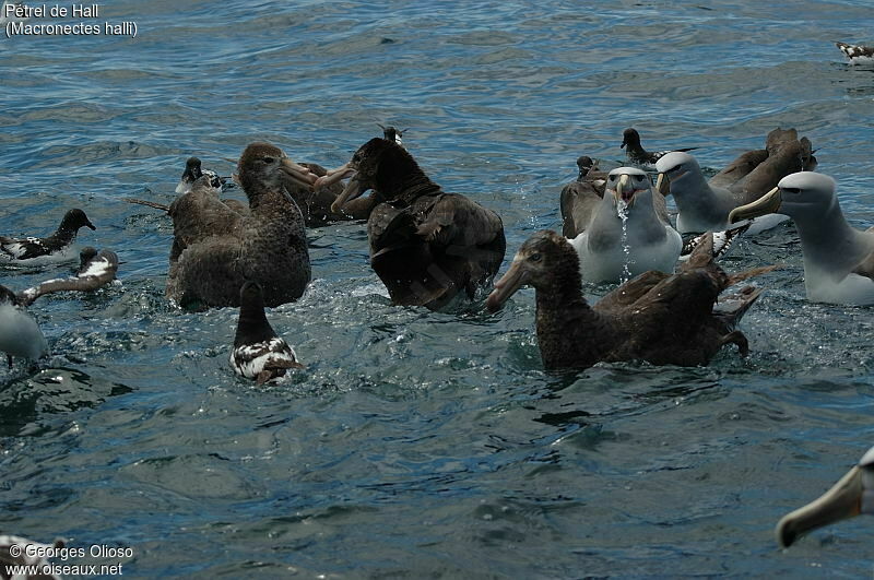 Northern Giant Petrel