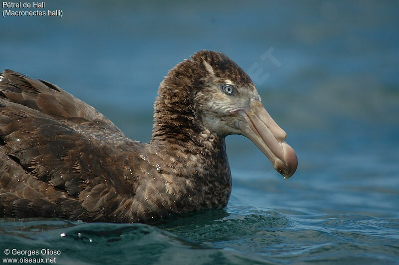 Northern Giant Petrel