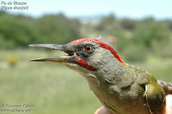 Iberian Green Woodpecker