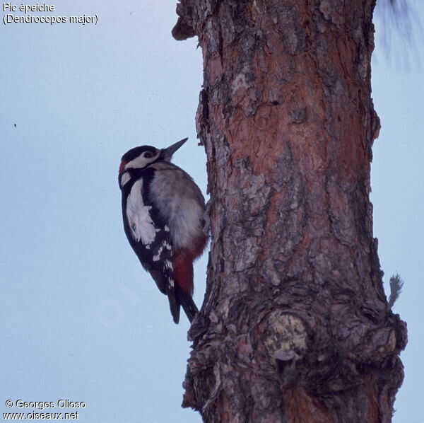 Great Spotted Woodpecker