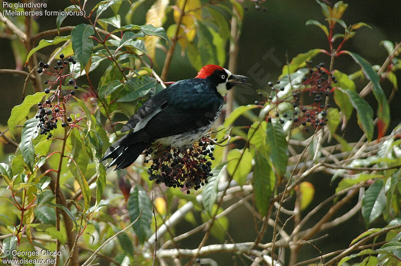 Acorn Woodpecker