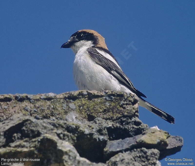 Woodchat Shrike male adult breeding