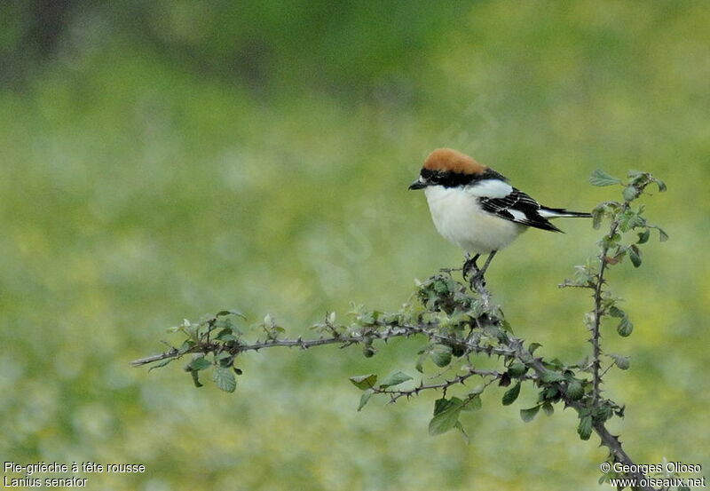 Woodchat Shrike male adult breeding, identification, Behaviour