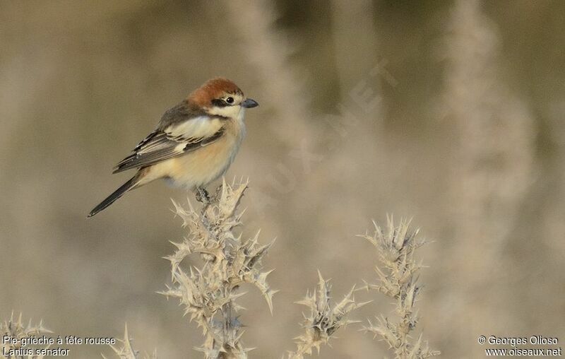 Woodchat Shrike female adult breeding, identification