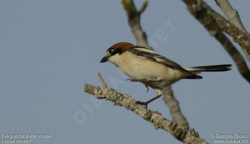 Woodchat Shrike female adult breeding, identification