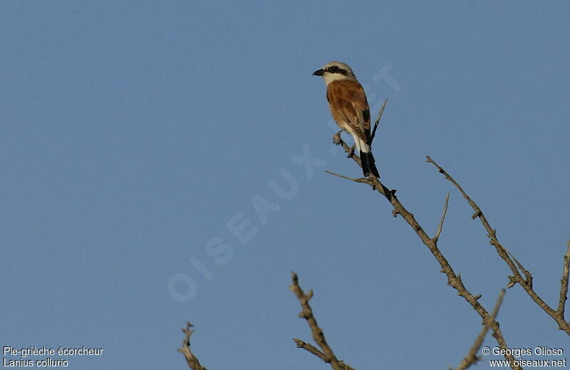 Red-backed Shrike male adult breeding, identification