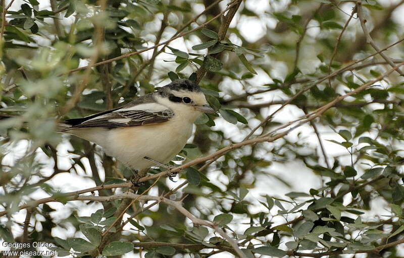 Masked ShrikeSecond year, identification