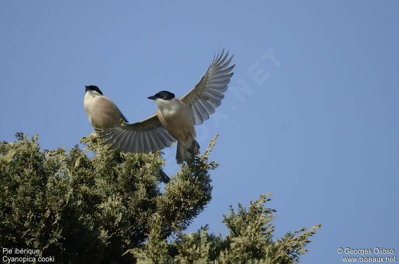 Iberian Magpieadult breeding, Flight