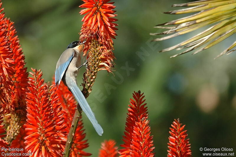 Iberian Magpieadult post breeding