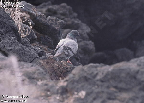 Rock Dove