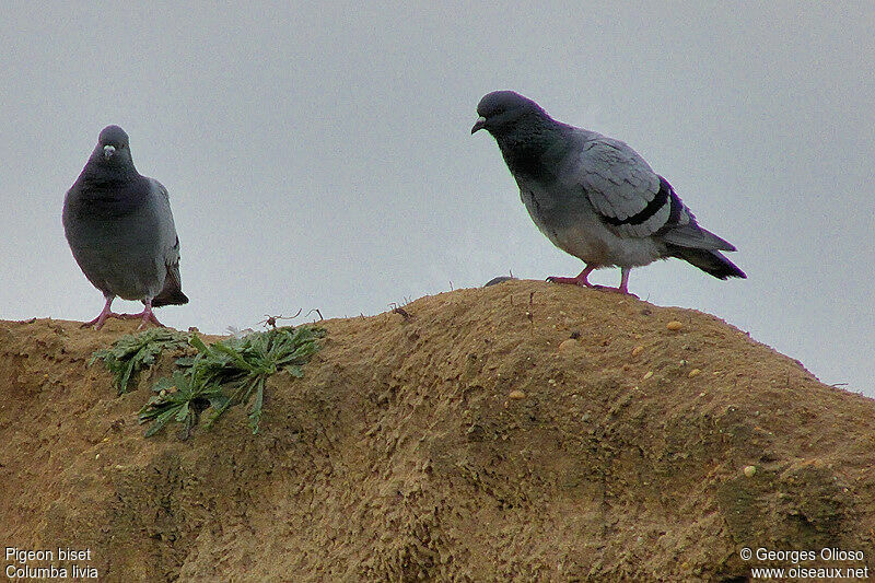 Rock Doveadult post breeding