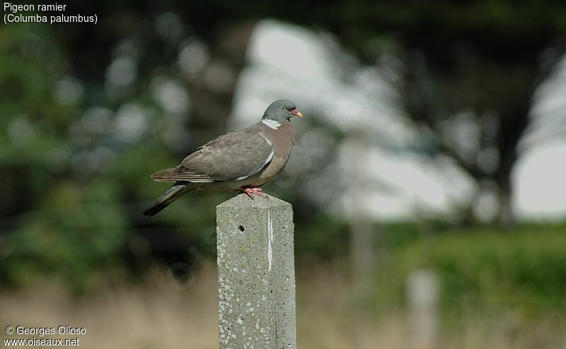 Common Wood Pigeon