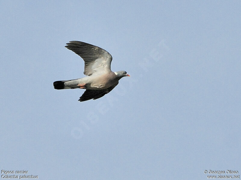 Common Wood Pigeonadult