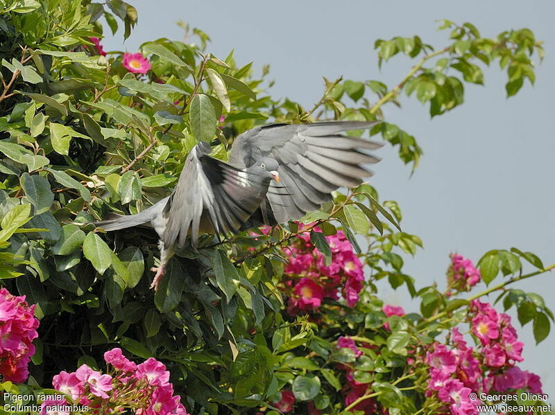 Common Wood Pigeonadult breeding