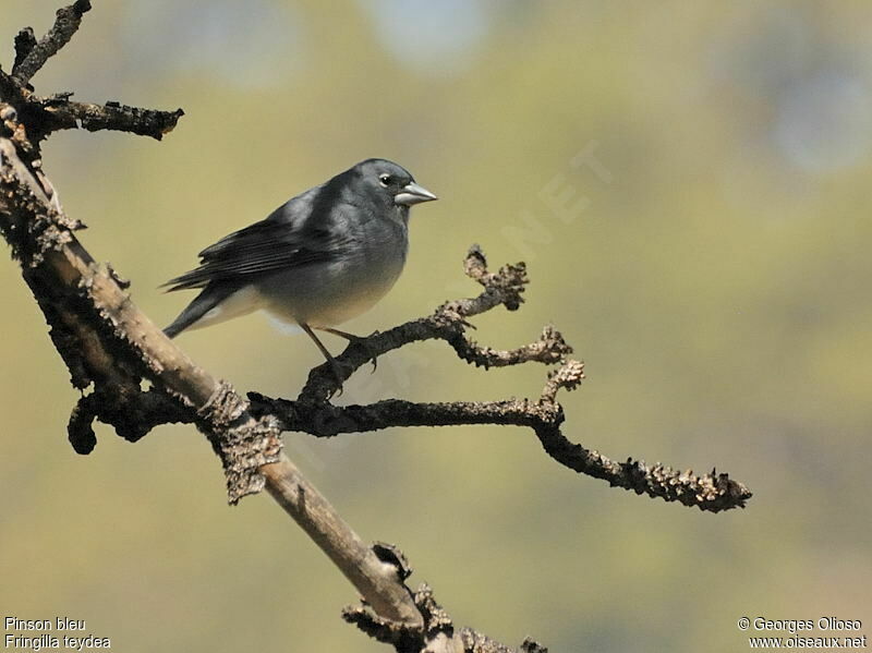 Tenerife Blue Chaffinch female adult breeding, identification