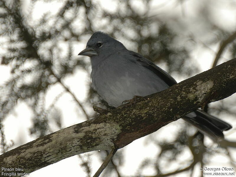 Tenerife Blue Chaffinch female adult breeding, identification