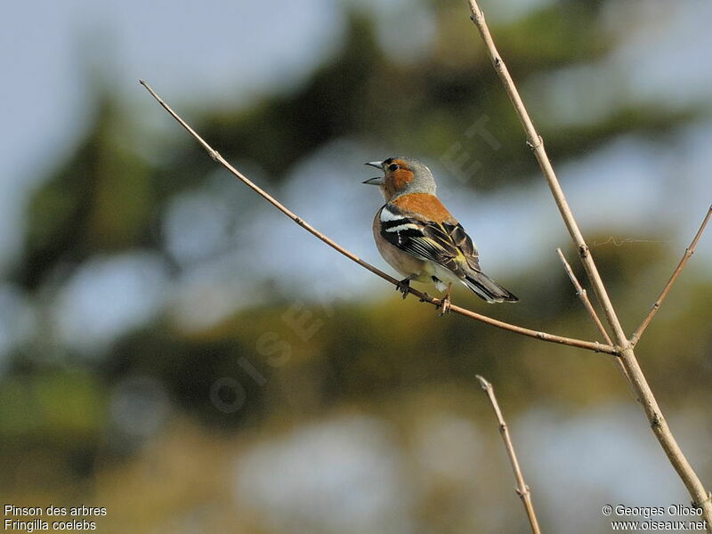 Eurasian Chaffinch male adult breeding