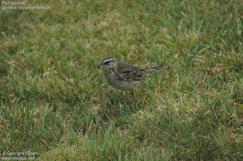 New Zealand Pipit