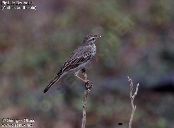 Berthelot's Pipit