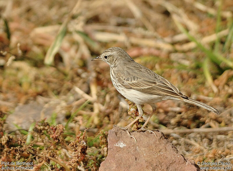 Berthelot's Pipit