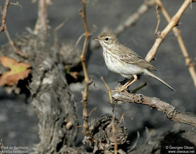 Berthelot's Pipitadult, identification, Behaviour