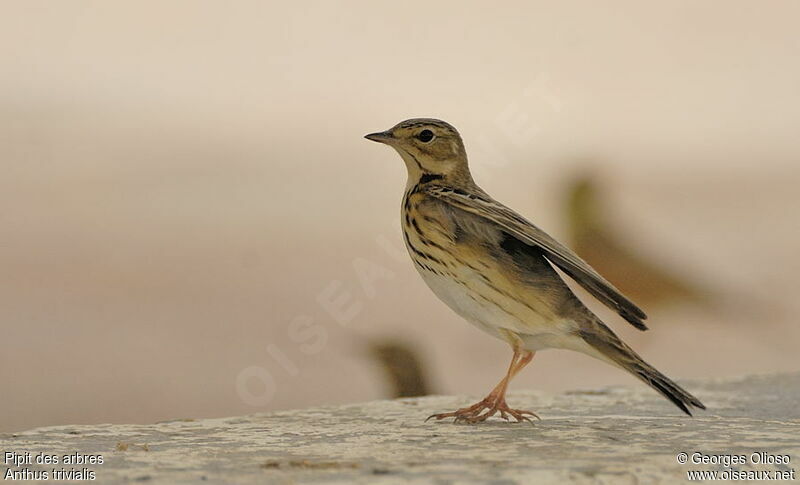 Pipit des arbresadulte nuptial