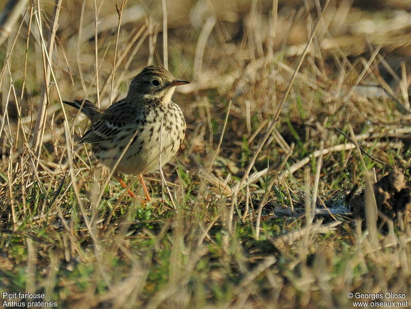 Pipit farlouse