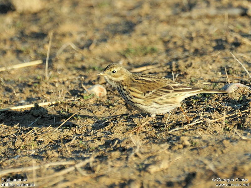 Pipit farlouse