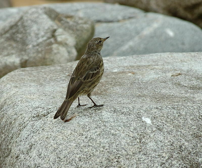 European Rock Pipit