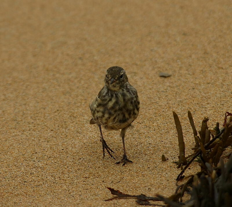 European Rock Pipit