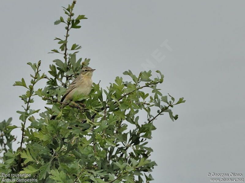 Tawny Pipit female adult breeding, identification