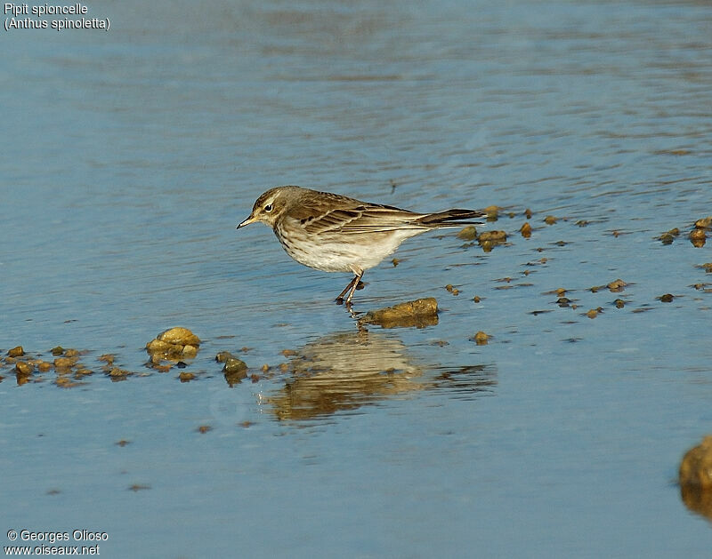 Water Pipit