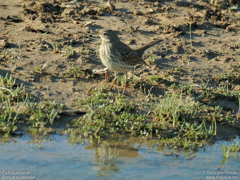 Water Pipit