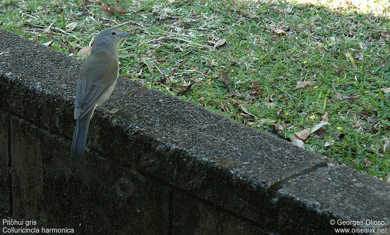 Grey Shrikethrush