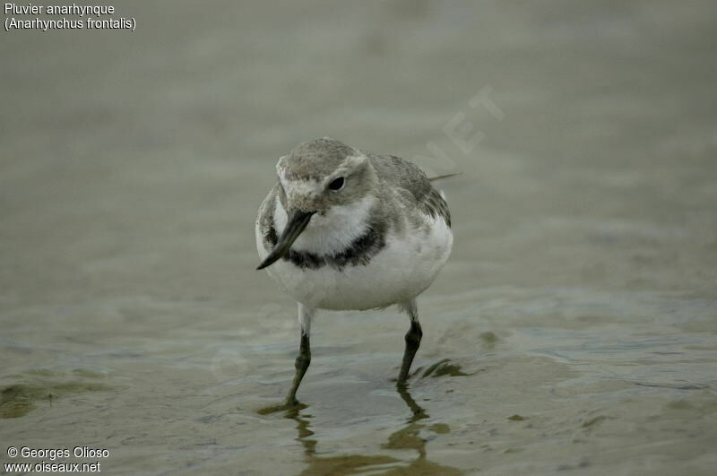 Wrybill male adult breeding