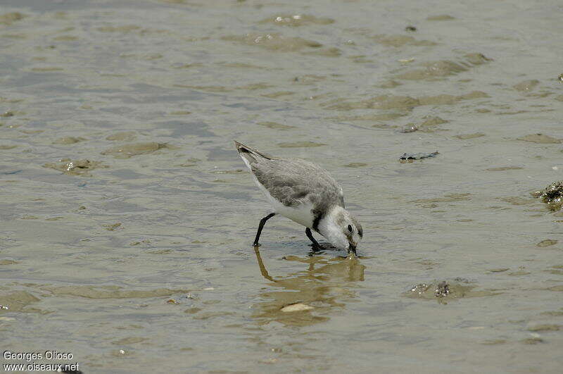 Wrybill male adult breeding, fishing/hunting