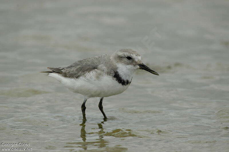 Wrybill male adult breeding