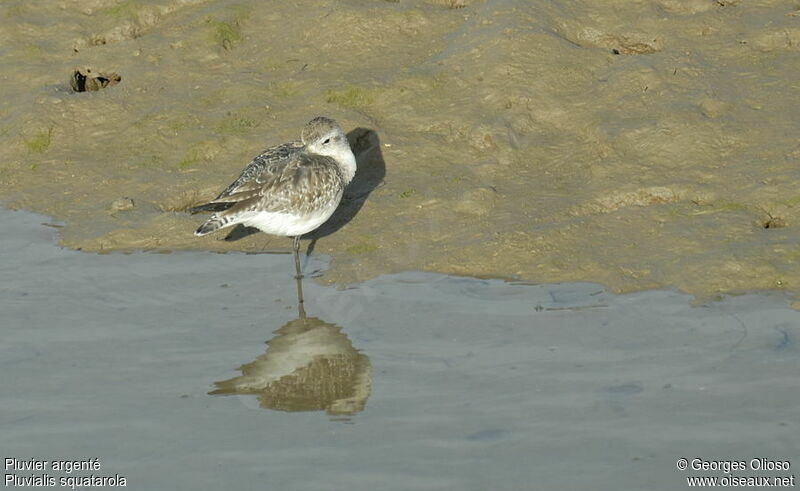 Grey Plover, identification, Behaviour