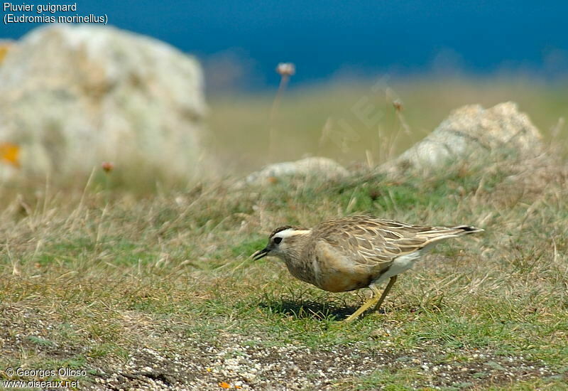 Eurasian Dotterel