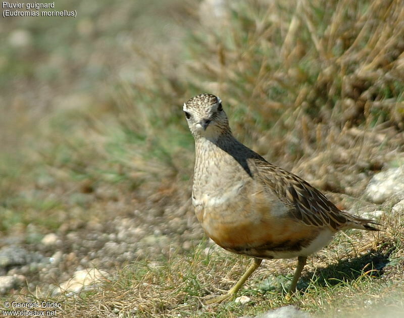 Eurasian Dotterel