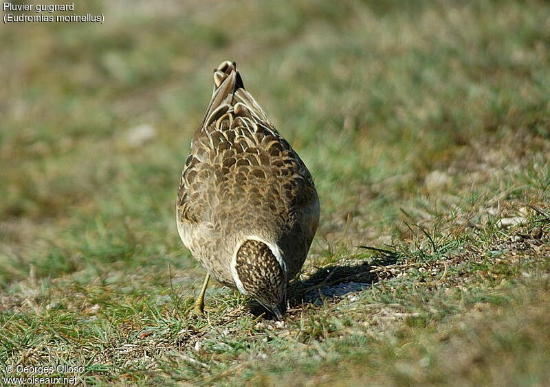 Eurasian Dotterel