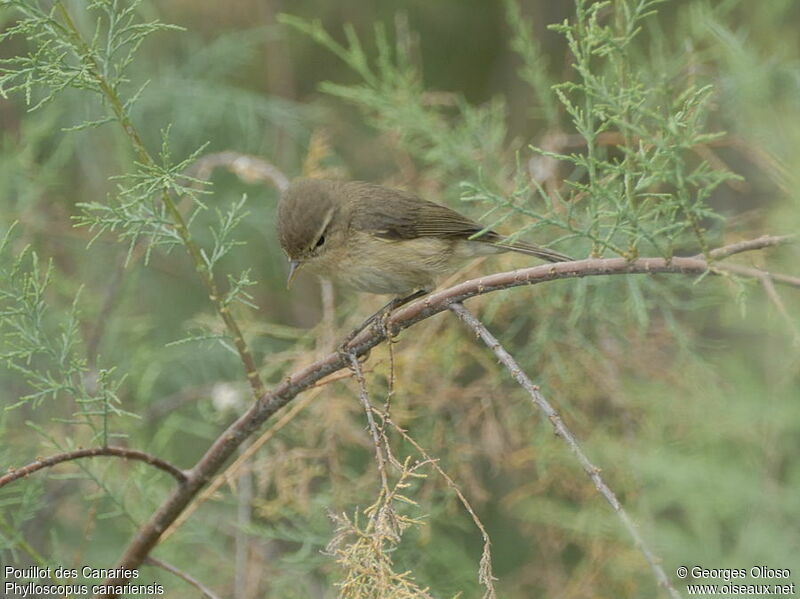 Canary Islands Chiffchaff, identification