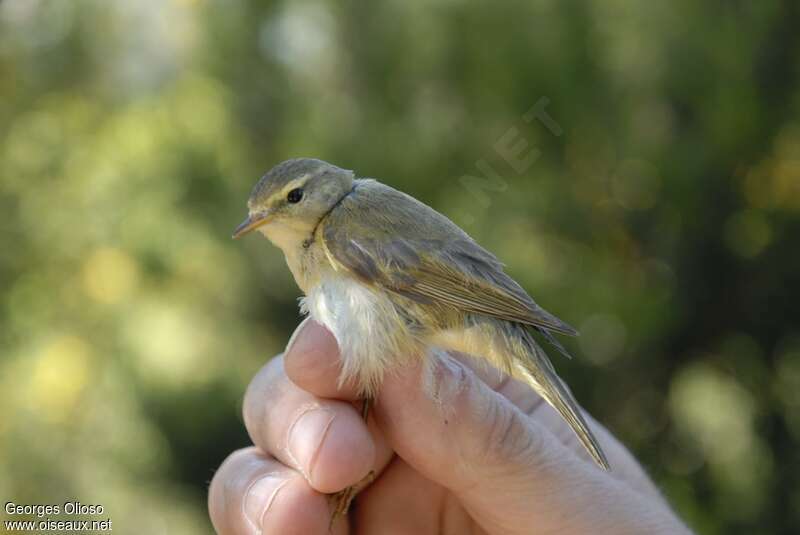 Iberian Chiffchaff female adult breeding, identification, pigmentation