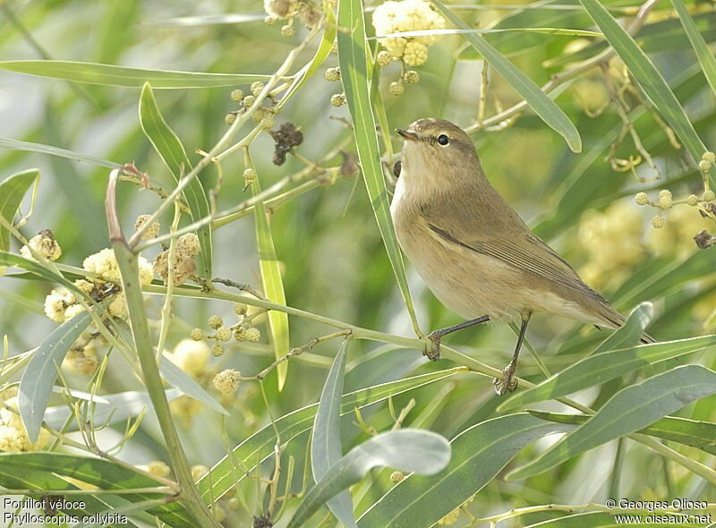 Common Chiffchaff, identification