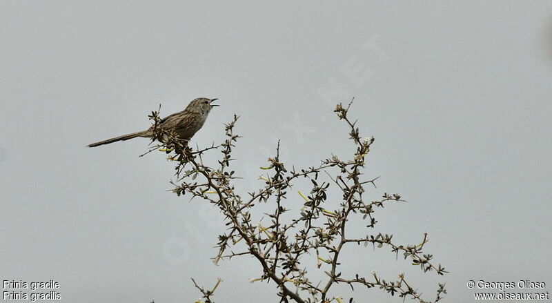 Graceful Prinia male adult breeding, identification, song